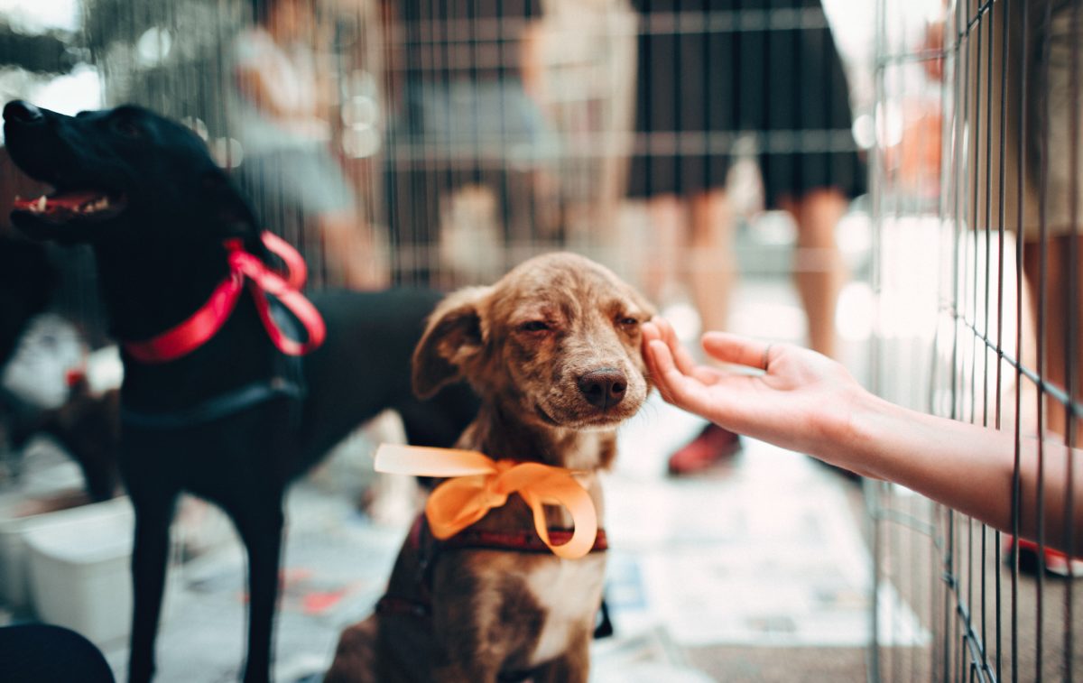 Clear the Shelters