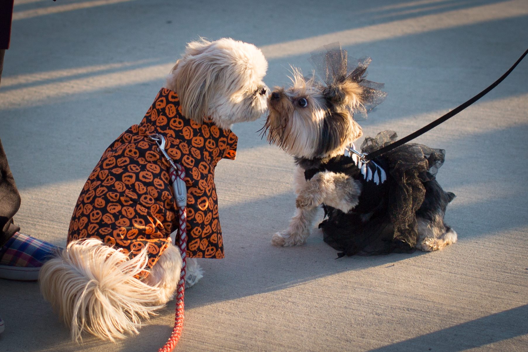 Howling Halloween – Social Fun for You and Your Dog this Halloween |  Arlington Veterinary Center